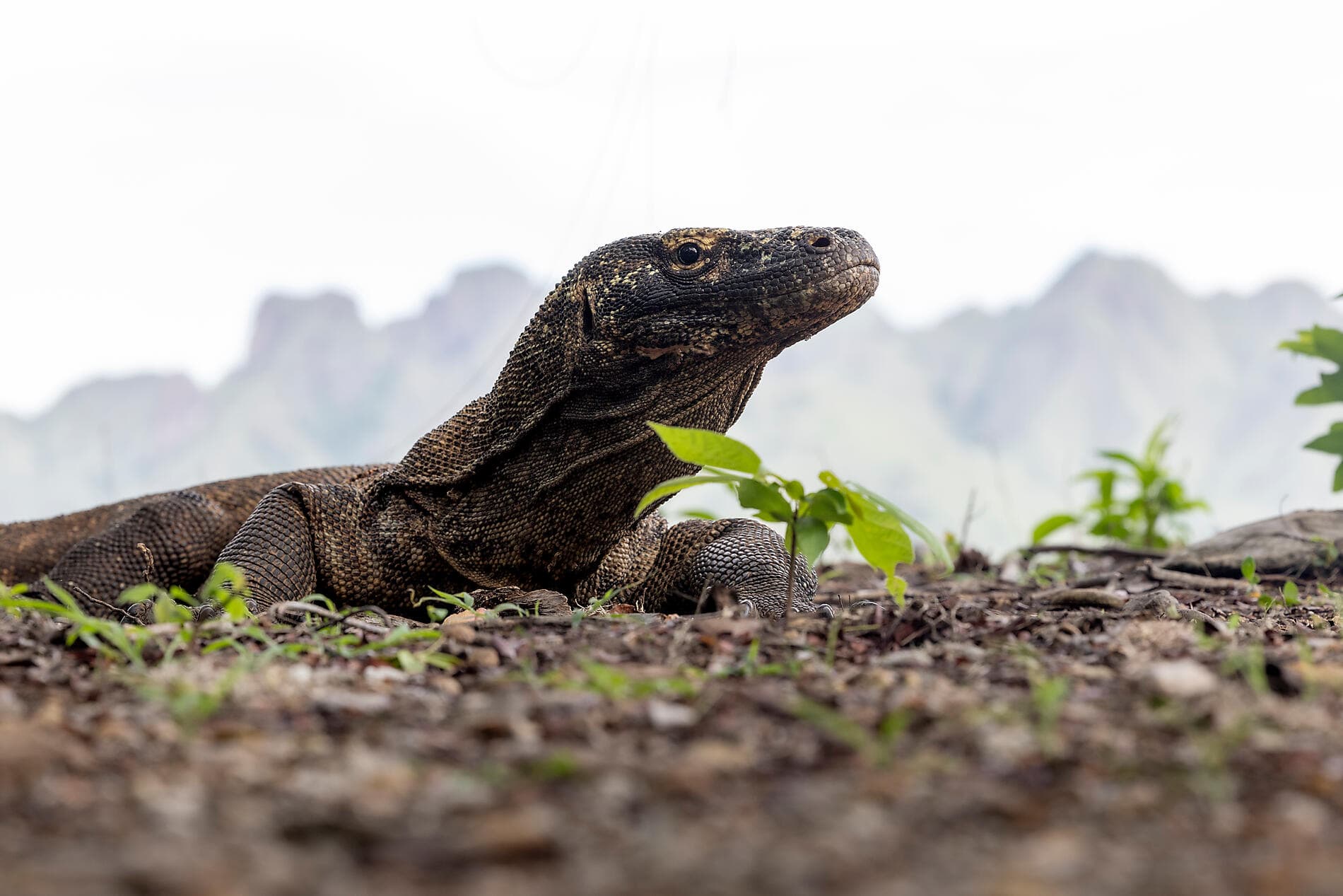 Des îles Fidji à Bali 