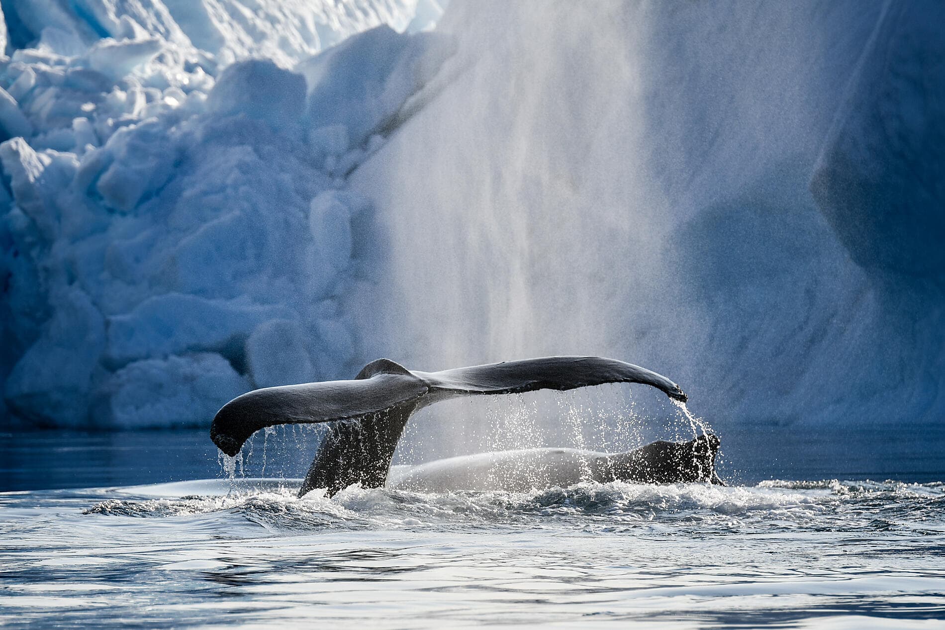 Baie de Disko et villages inuits