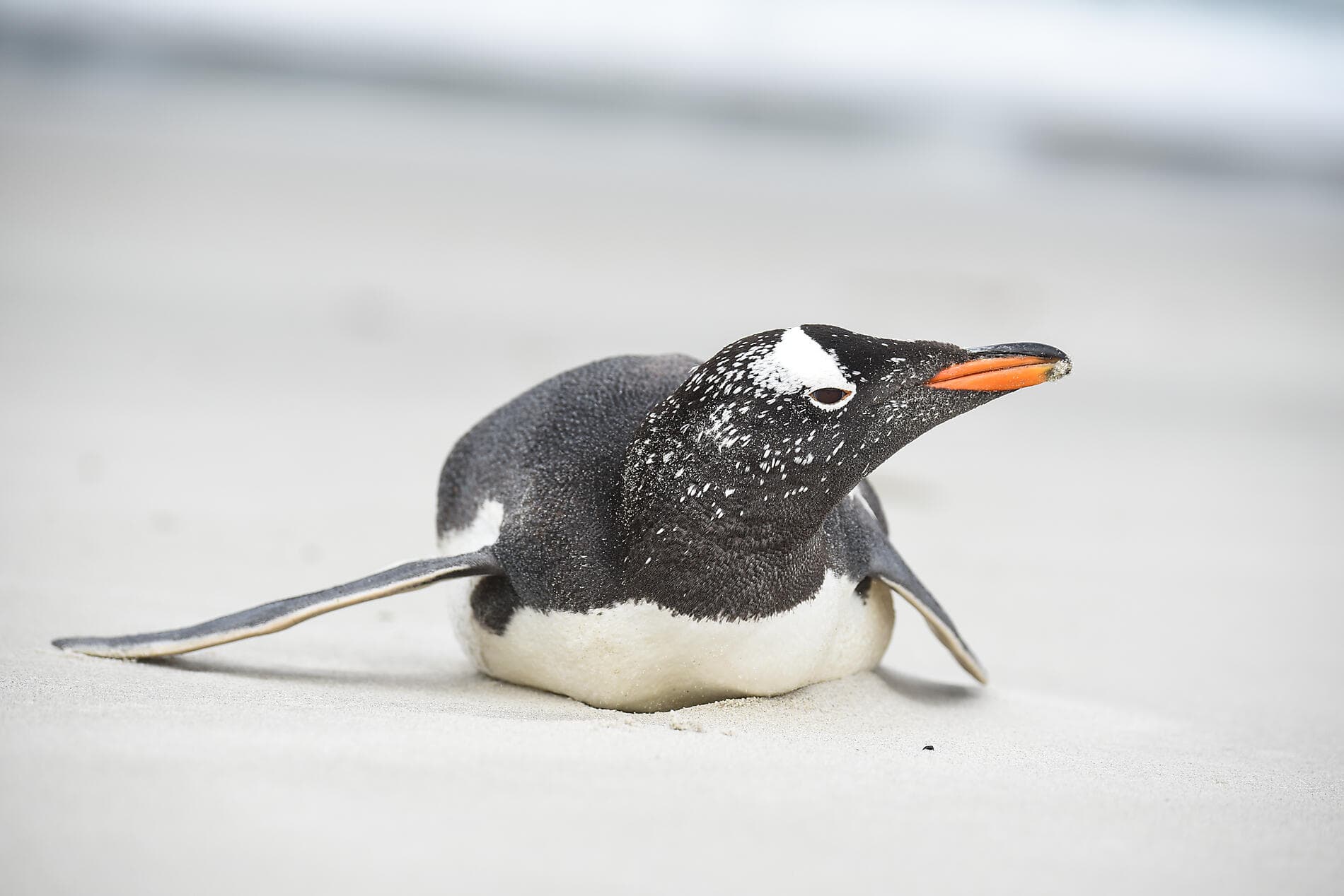 Falkland, Géorgie du Sud & péninsule Valdés : au cœur du monde sauvage 