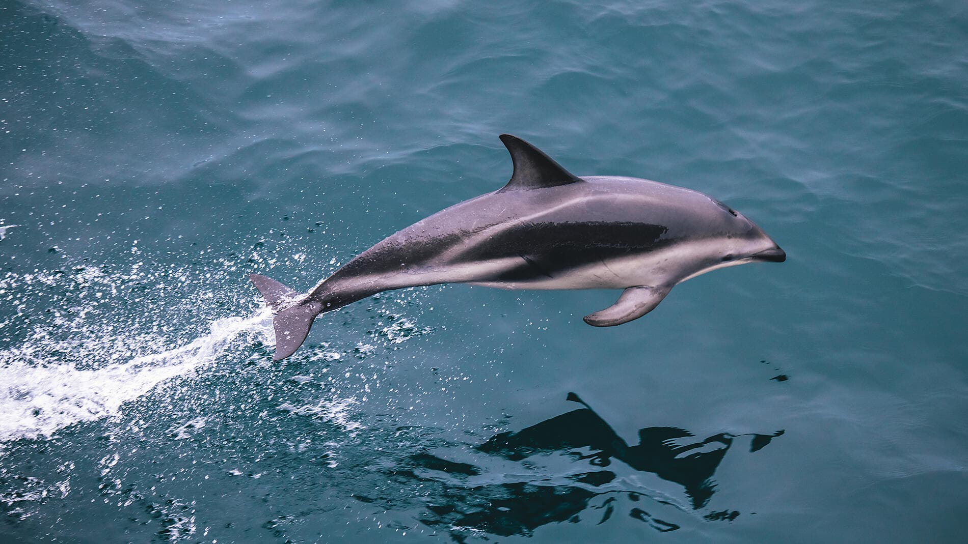 Voyage en terres australes et péninsule Valdés