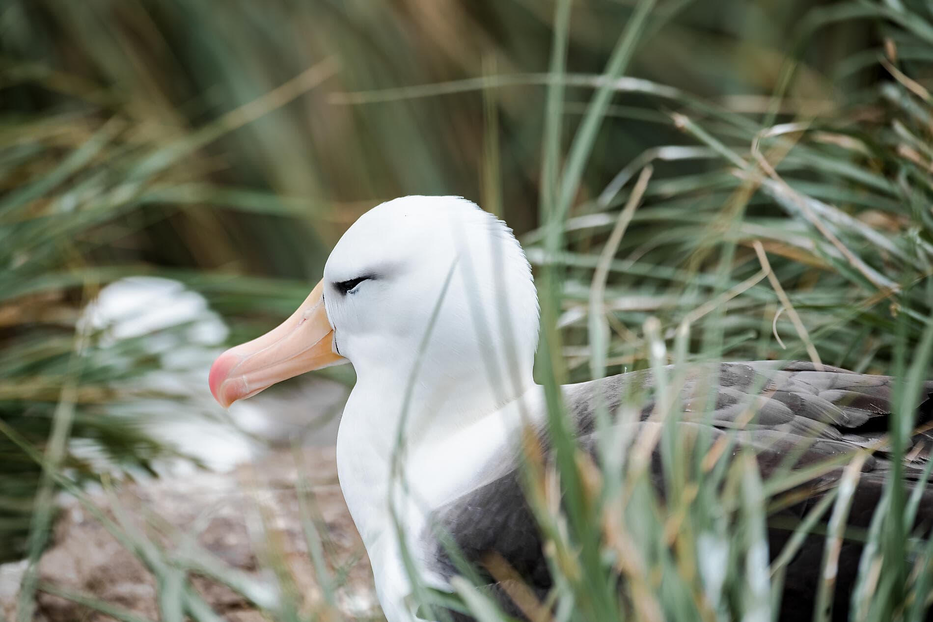 Falkland, Géorgie du Sud & péninsule Valdés : au cœur du monde sauvage 