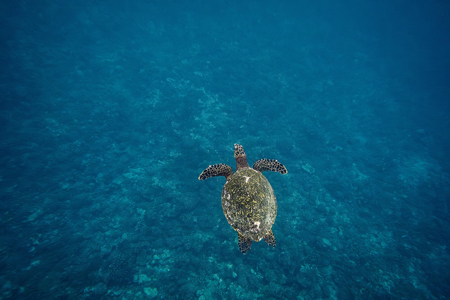 Marquises, Tuamotu et îles de la Société 