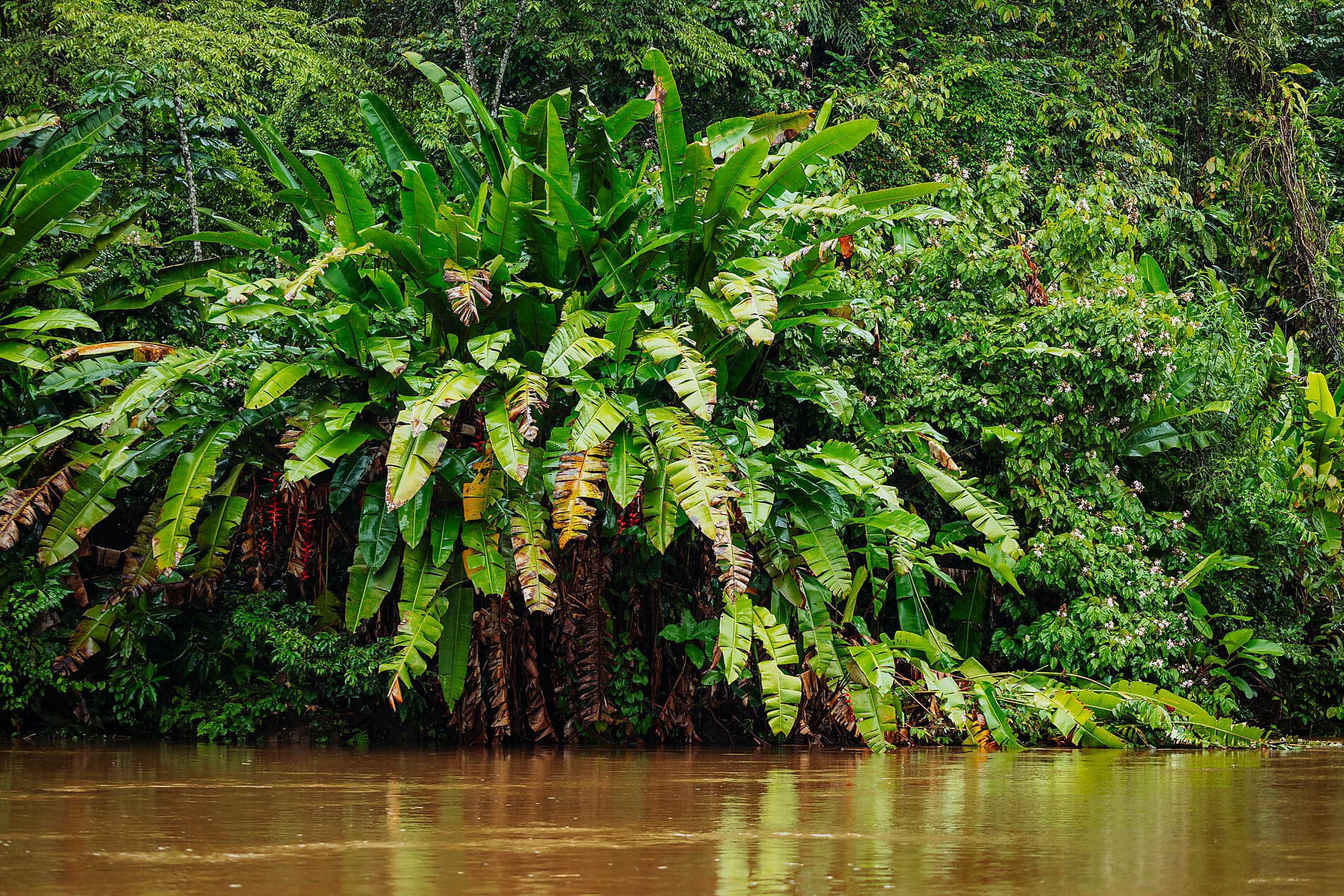 Côte pacifique du Costa Rica 