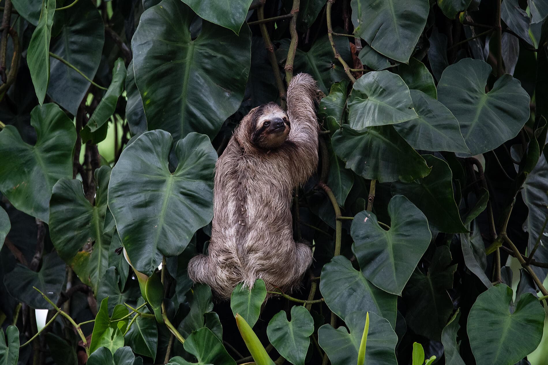 Côte pacifique du Costa Rica 