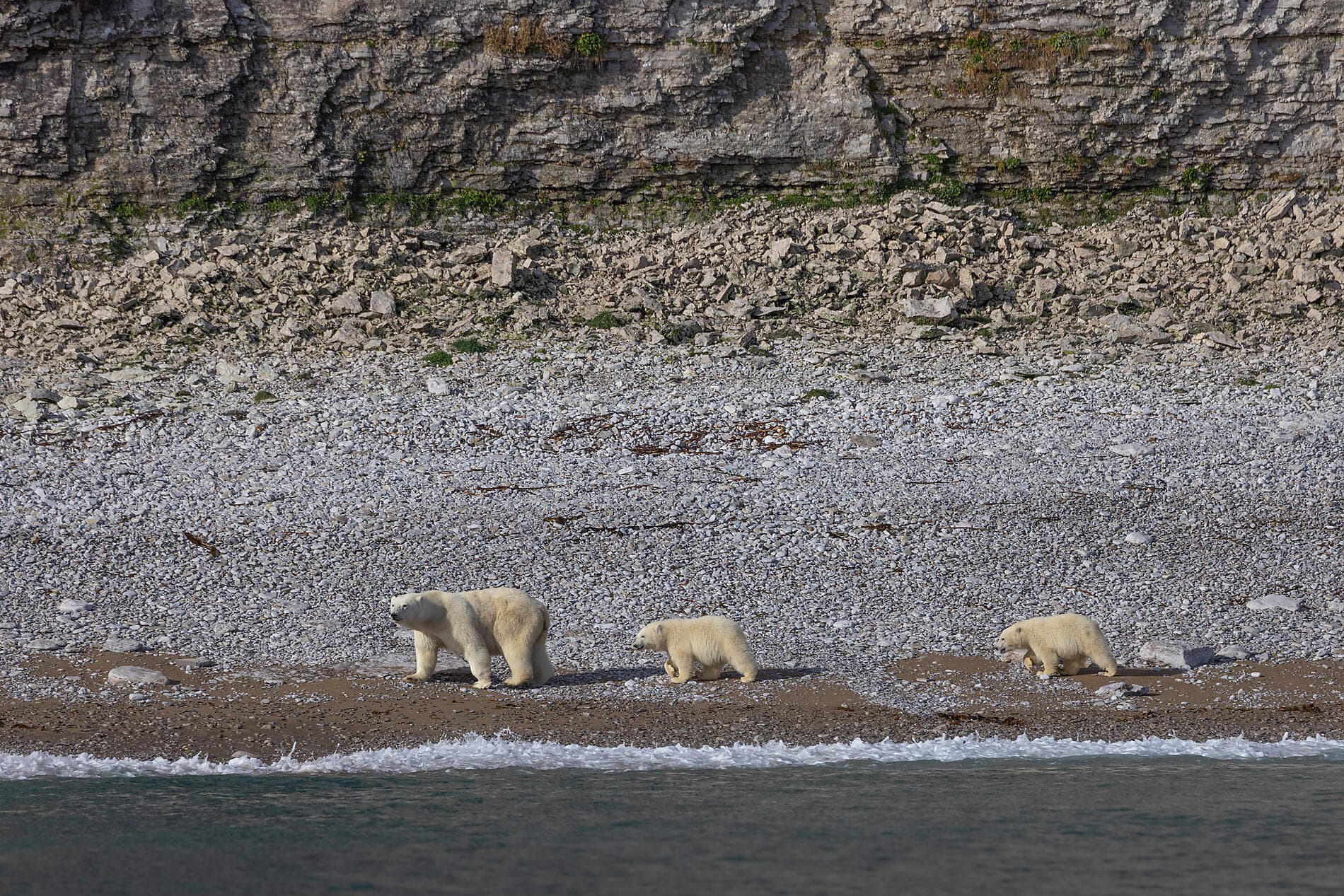 Des côtes sauvages du Groenland à la côte est du Canada